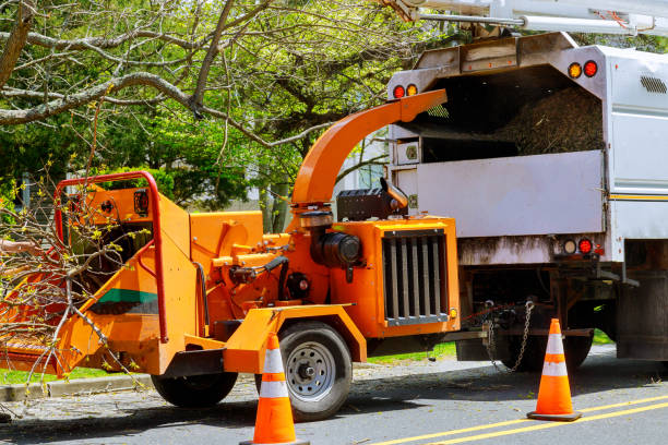 Best Arborist Consultation Services  in Lafayette, CA